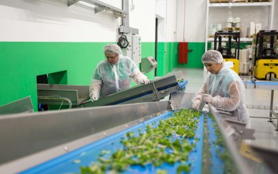 Innovative Fördertechnik für höchste Ansprüche in der Lebensmittelverarbeitung